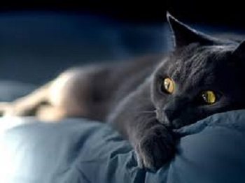 Британский кот на кровати