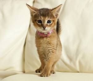 Чаузи - редкая порода кошек. фото