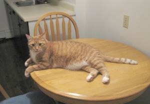 Чего нужно избегать отучая кошку лазить по столам