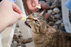 Человеческая еда для кошки противопоказана
