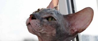 What are the most common diseases that sphinxes get sick of?