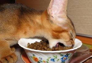 Чем кормит абиссинского котенка