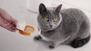 Чем кормить британских котов? Что едят кошки британской породы в домашних условиях? Правильное питание британцев