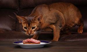 Чем кормить котенка абиссинской породы