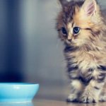 Чем кормить котенка. Полное руководство читайте статью