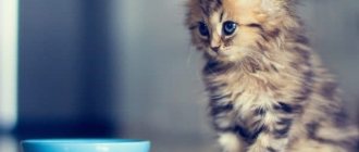 What to feed a kitten. Read the article for a complete guide.
