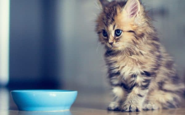 Чем кормить котенка. Полное руководство читайте статью