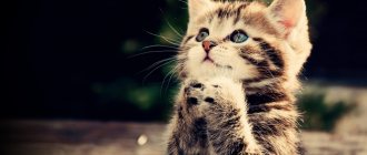 Чем кормить котенка в 2 месяца