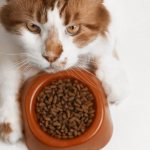 Чем кормить мейн-куна