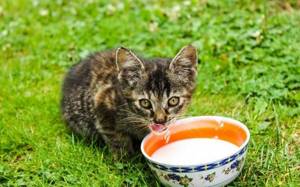 Чем кормить новорожденных котят без кошки