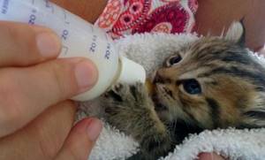 Чем кормить новорожденных котят без кошки