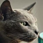 Чем кормить русскую голубую кошку читайте статью