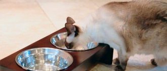Чем кормить сиамскую кошку читайте статью
