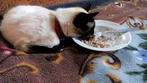 Чем кормить стерилизованную кошку