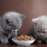 What can you feed a 1.5 month old kitten?