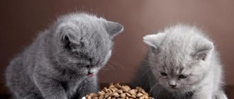 Чем можно кормить 1,5 месячного котенка