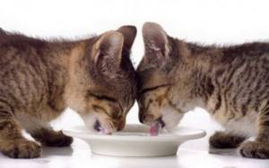 Чем можно кормить полтора месячного котенка