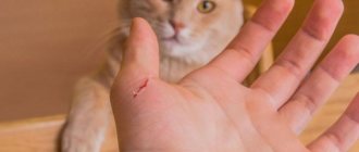 Чем опасен укус кошки для человека