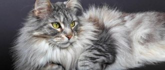 Why are mats dangerous in cats?