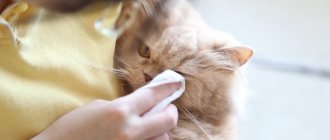 Чем промыть глаза коту в домашних условиях: обзор препаратов, особенности применения, советы ветеринаров
