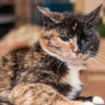 Черепаховая кошка читайте статью