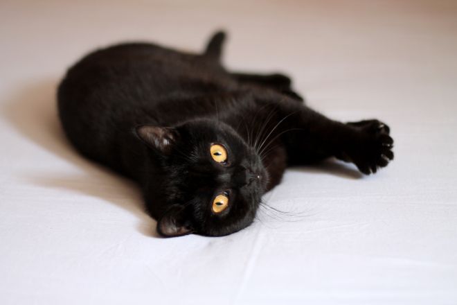 Черная британская кошка