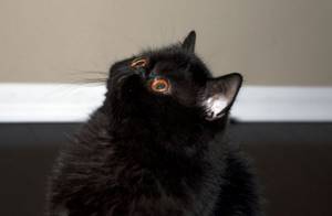 Черная экзотическая короткошерстная кошка.jpg