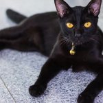 Черная кошка