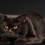 Черный британский кот