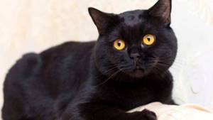 черный британский кот