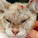 Чесотка у кошек