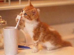 Чистить зубы котенку