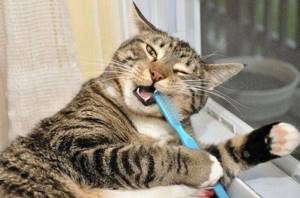 Чистка кошачьих зубов в домашних условиях