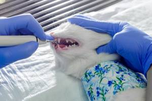 Чистка зубов кошке в ветклинике