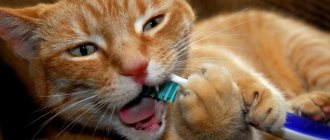 Чистка зубов коту