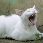 Что будет, если не проводить удаление половых желез?