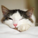 Что делать если кошка спит с открытыми глазами?