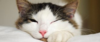 Что делать если кошка спит с открытыми глазами?