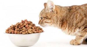 что делать если котенок не ест корм