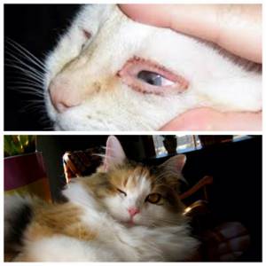 Что делать при коричневых выделениях у кошки из глаз