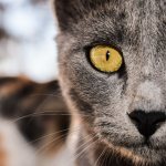Что такое конъюнктивит у кошек