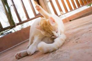 Что такое параанальные железы у кошки