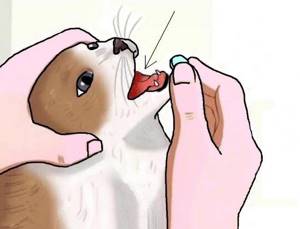 Чтобы кошка не выплюнула таблетку, необходимо, придерживая голову, поместить капсулу на корень языка