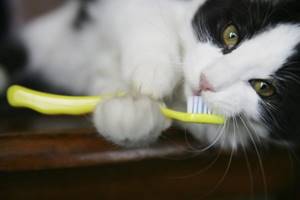 Чтобы котенок привык к зубной щетке, ему дают на время поиграть с ней