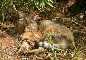 Cтепной кот, имеющий «дикий» полосатый тип окраски. Фото: Sonelle at English / Wikipedia / CC BY-SA 3.0 («Наука и жизнь» №8, 2017)