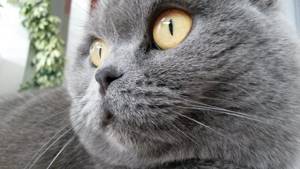 цвет глаз британских кошек