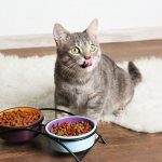 Cheap dry food can turn a cat into a drug addict, and the transfer will be quite difficult