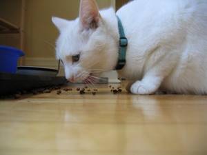 Десять мифов о питании для кошек