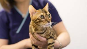диагностика хламидиоза у кошки