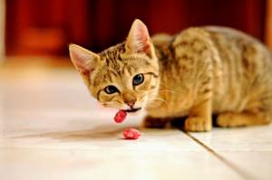 Диетическое питание кошки
